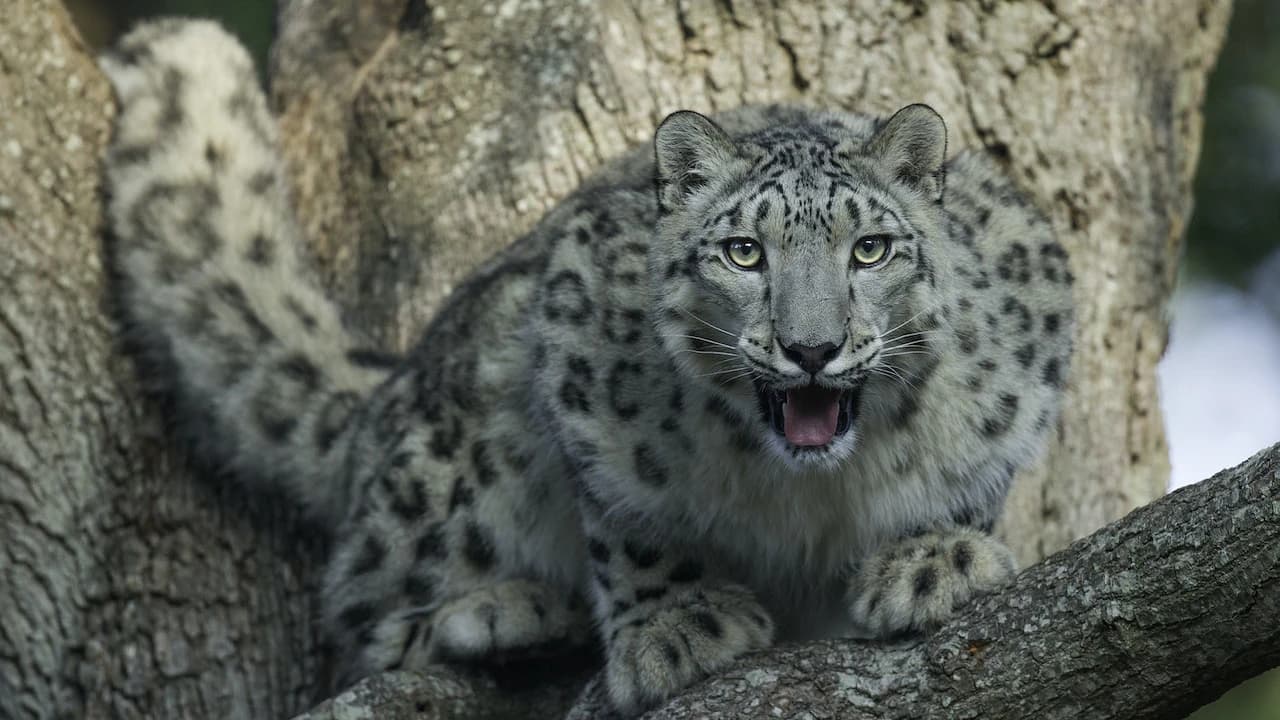 Thoiry ZooSafari: Skip The Line - Photo 4