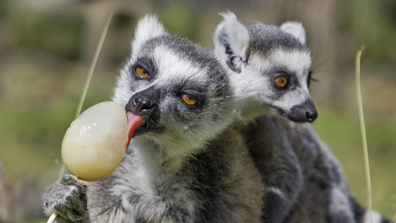 Thoiry ZooSafari: Skip The Line - image 7