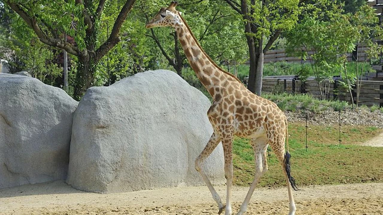 Paris Zoo (Parc Zoologique de Paris) - Photo 4