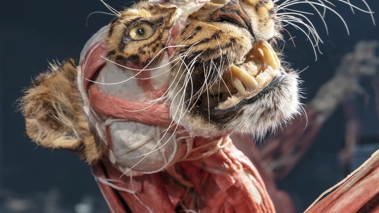 BODY WORLDS Berlin - Photo 3