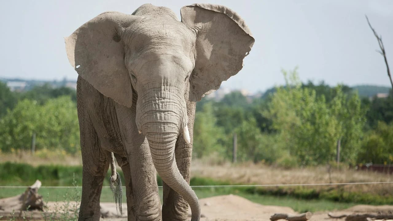 Safari de Peaugres: Entry Ticket - Photo 1