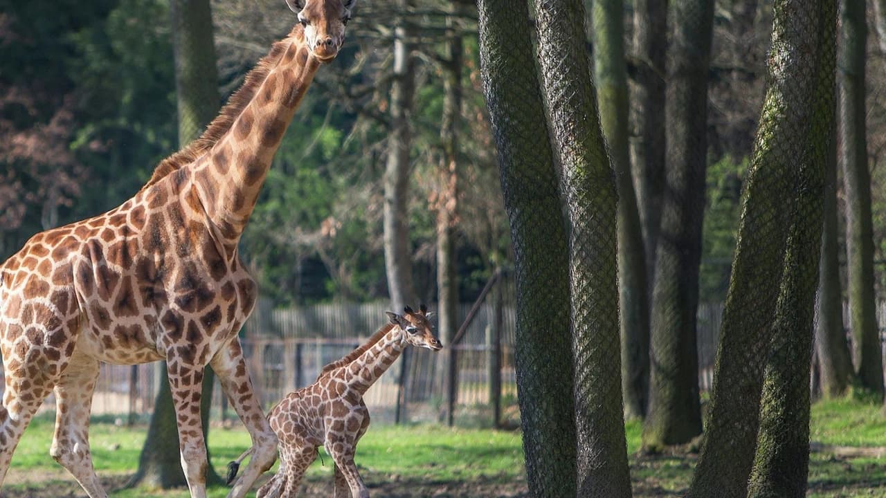 Safari de Peaugres: Entry Ticket - image 7