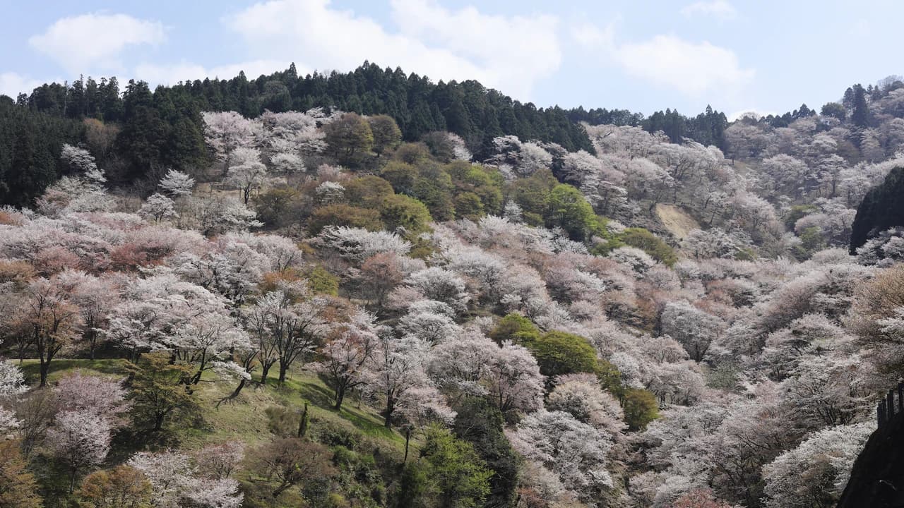 Kintetsu Rail Pass - image 8