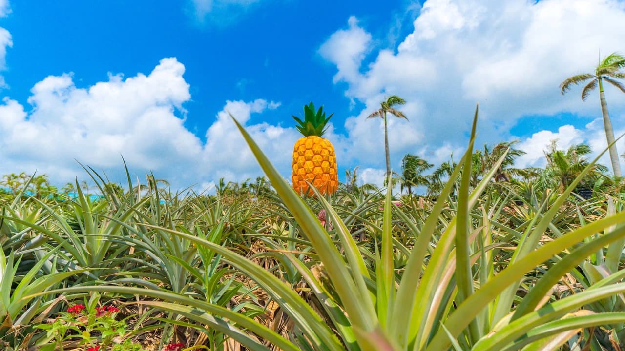 Okinawa Nago Pineapple Park - Photo 2
