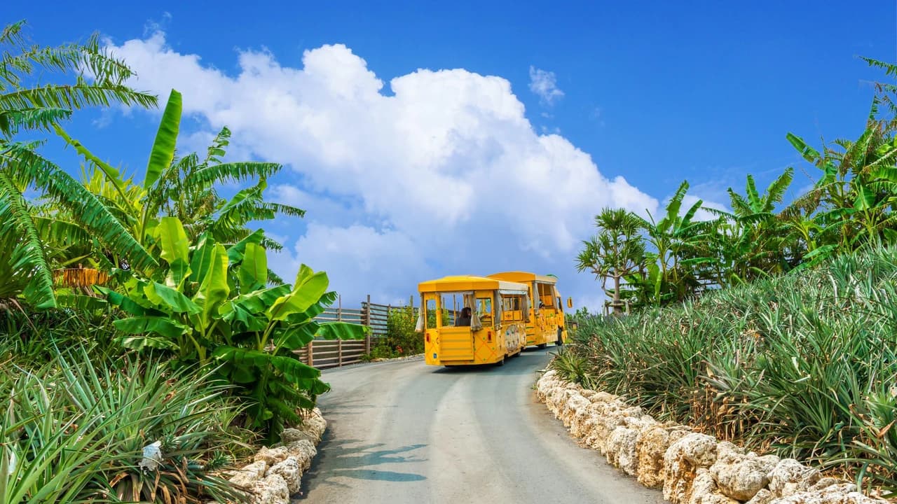 Okinawa Nago Pineapple Park - image 7