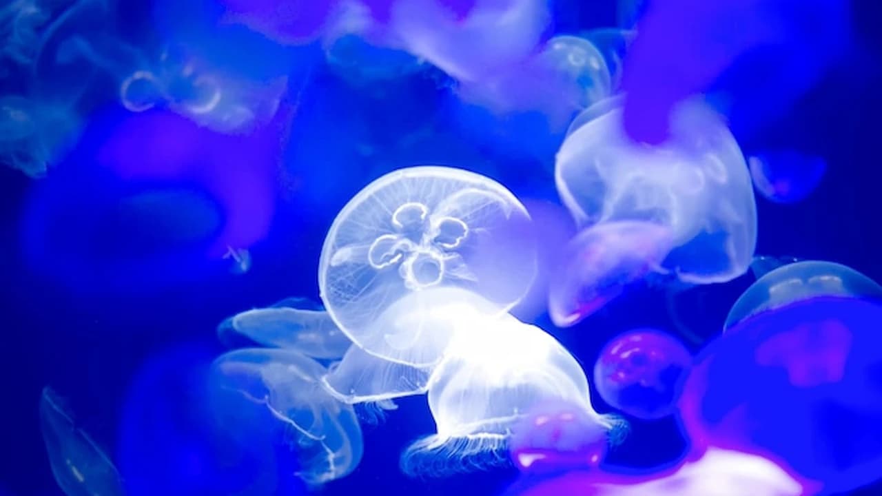 Aqua World Ibaraki Prefectural Oarai Aquarium Ticket - Photo 1