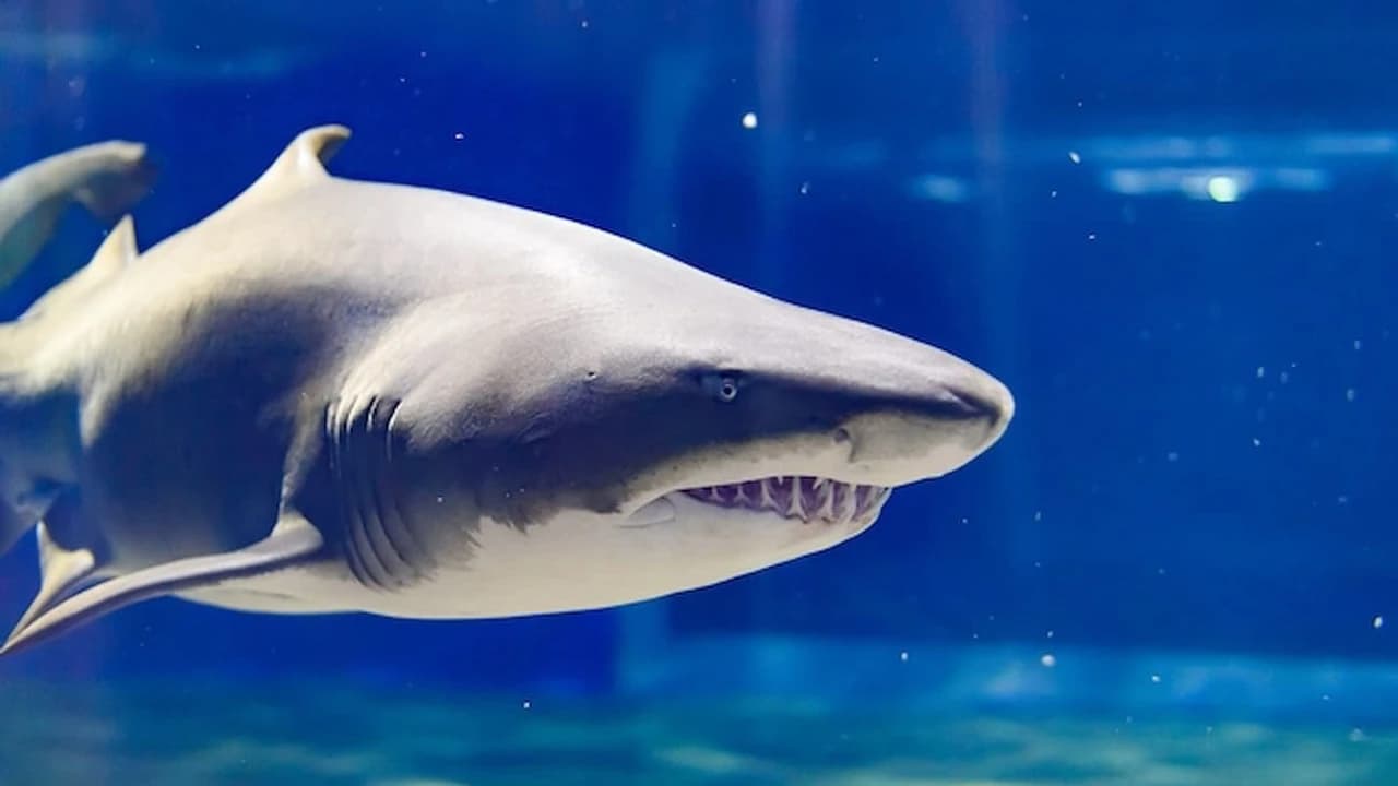 Aqua World Ibaraki Prefectural Oarai Aquarium Ticket - Photo 2