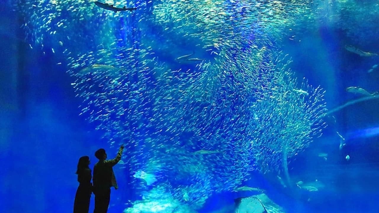 Aqua World Ibaraki Prefectural Oarai Aquarium Ticket - Photo 4