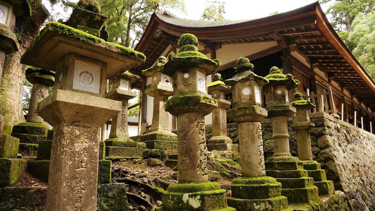 Nara Tour from Kyoto - Photo 4