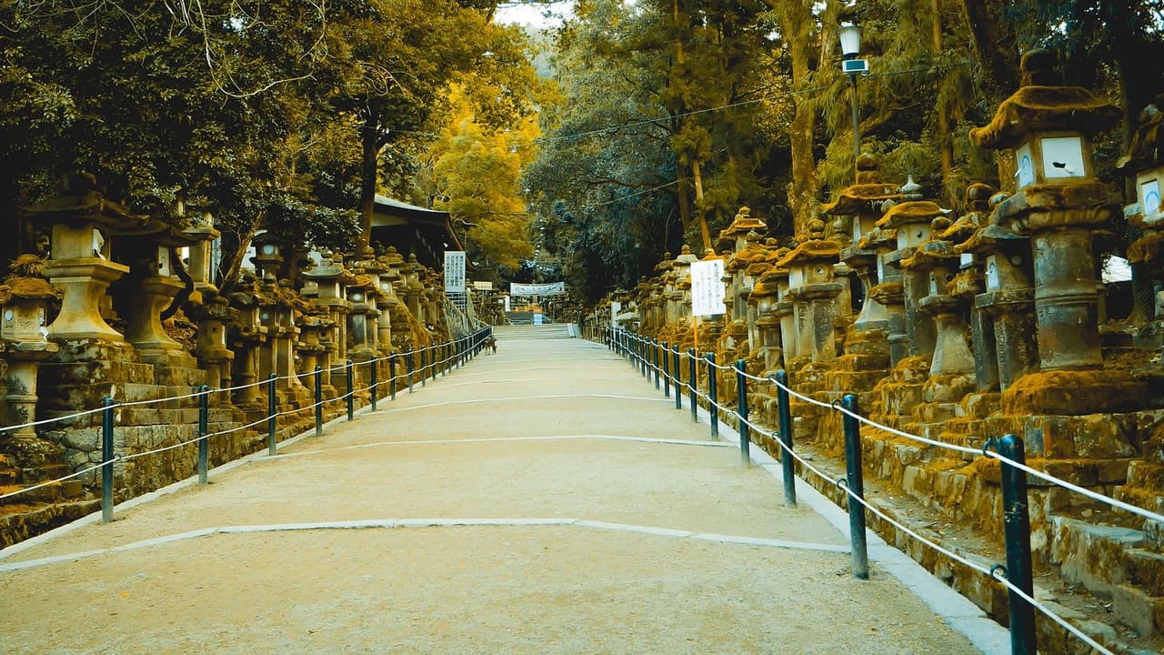 Nara Tour from Kyoto - Photo 5