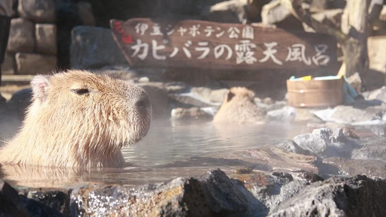 Izu Shaboten Zoo Ticket - image 8