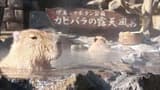 Izu Shaboten Zoo Ticket - image 6