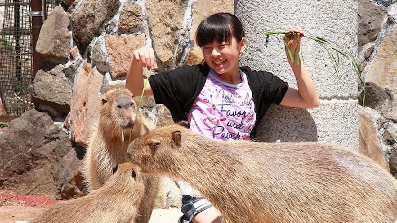 Izu Shaboten Zoo Ticket - Photo 2