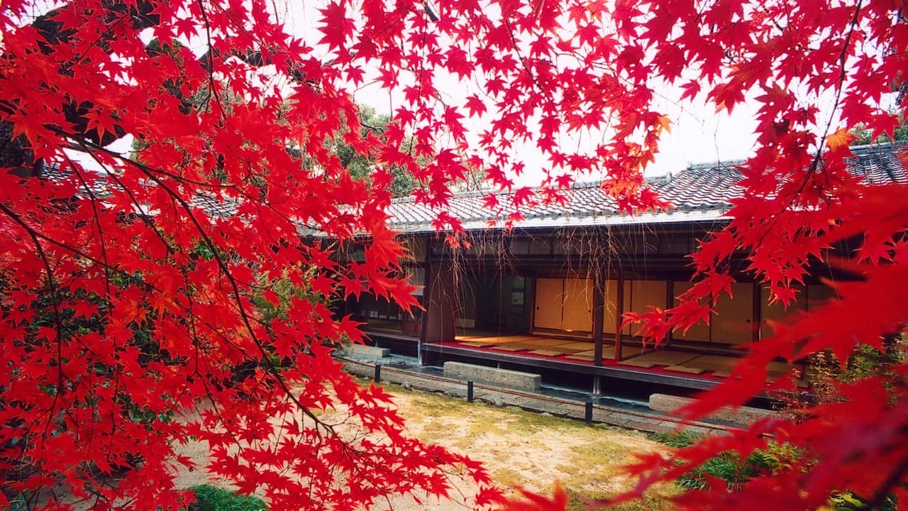 Myoshinji Temple Self-Guided Tour with Lunch - Photo 3