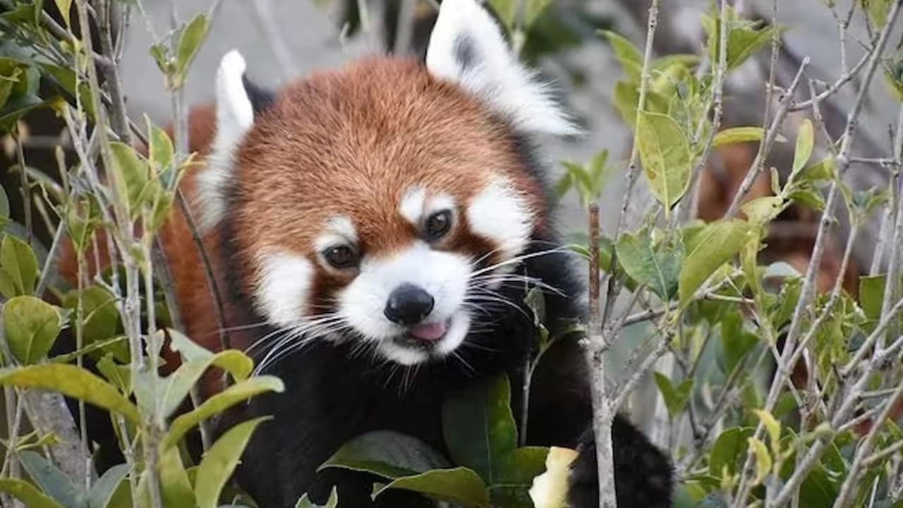 Nagoya-City Higashiyama Zoo and Botanical Gardens - Photo 4