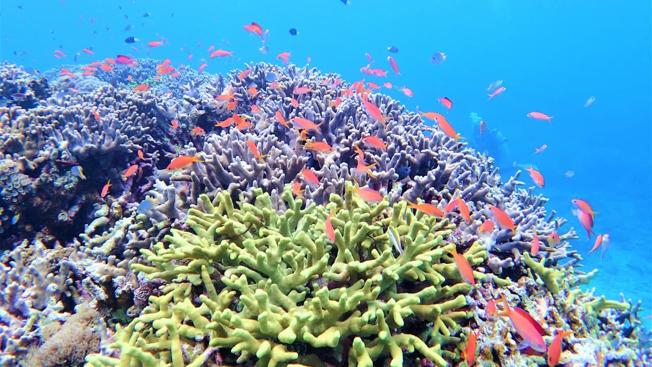 Half-Day Morning Snorkeling Tour with Phantom Island Visit - image 6