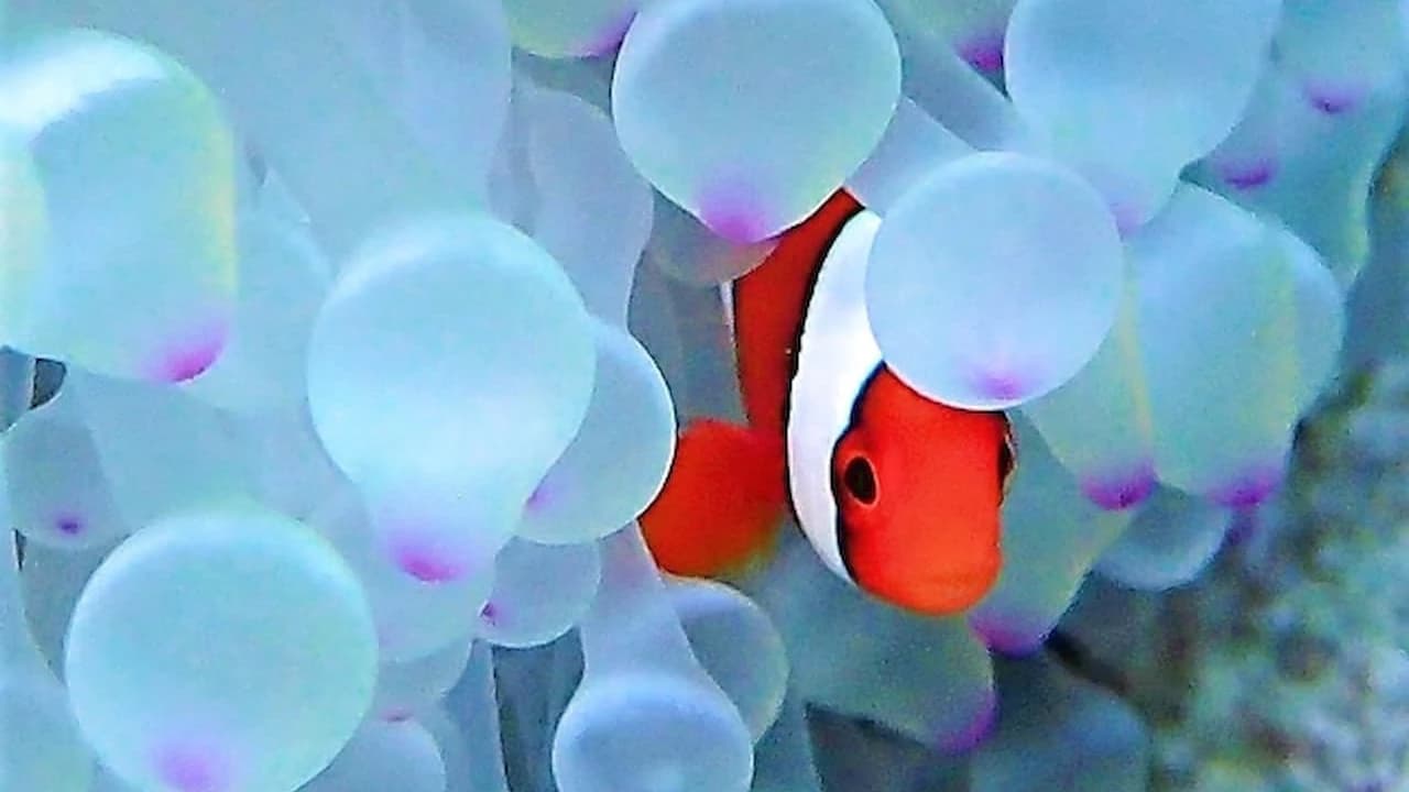 Half-Day Morning Snorkeling Tour with Phantom Island Visit - image 7