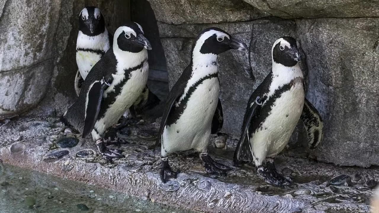 2-Visit Pass: San Diego Zoo + San Diego Zoo Safari Park Tickets - image 8