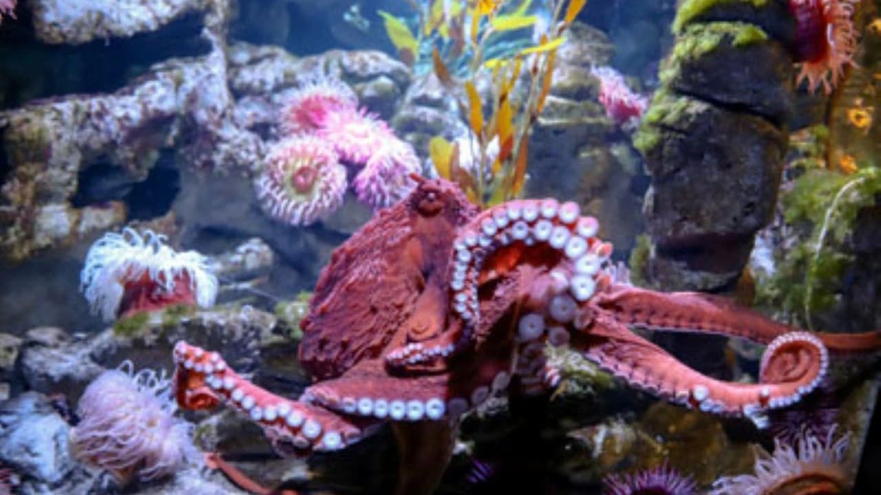 New England Aquarium Ticket - image 7