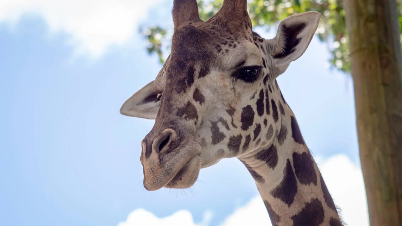 Central Florida Zoo & Botanical Gardens Ticket - Photo 1