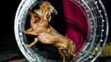 V Theatre Las Vegas - Popovich Comedy Pet Theatre - image 8