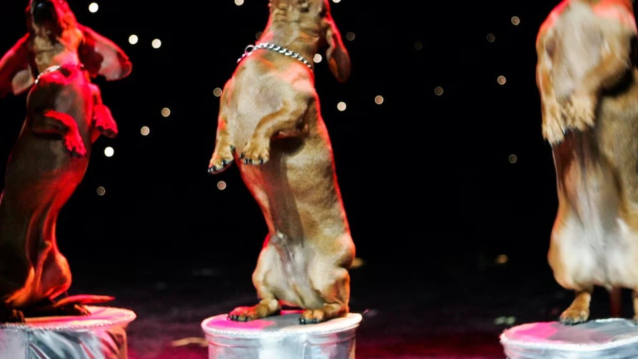 V Theatre Las Vegas - Popovich Comedy Pet Theatre - Photo 3