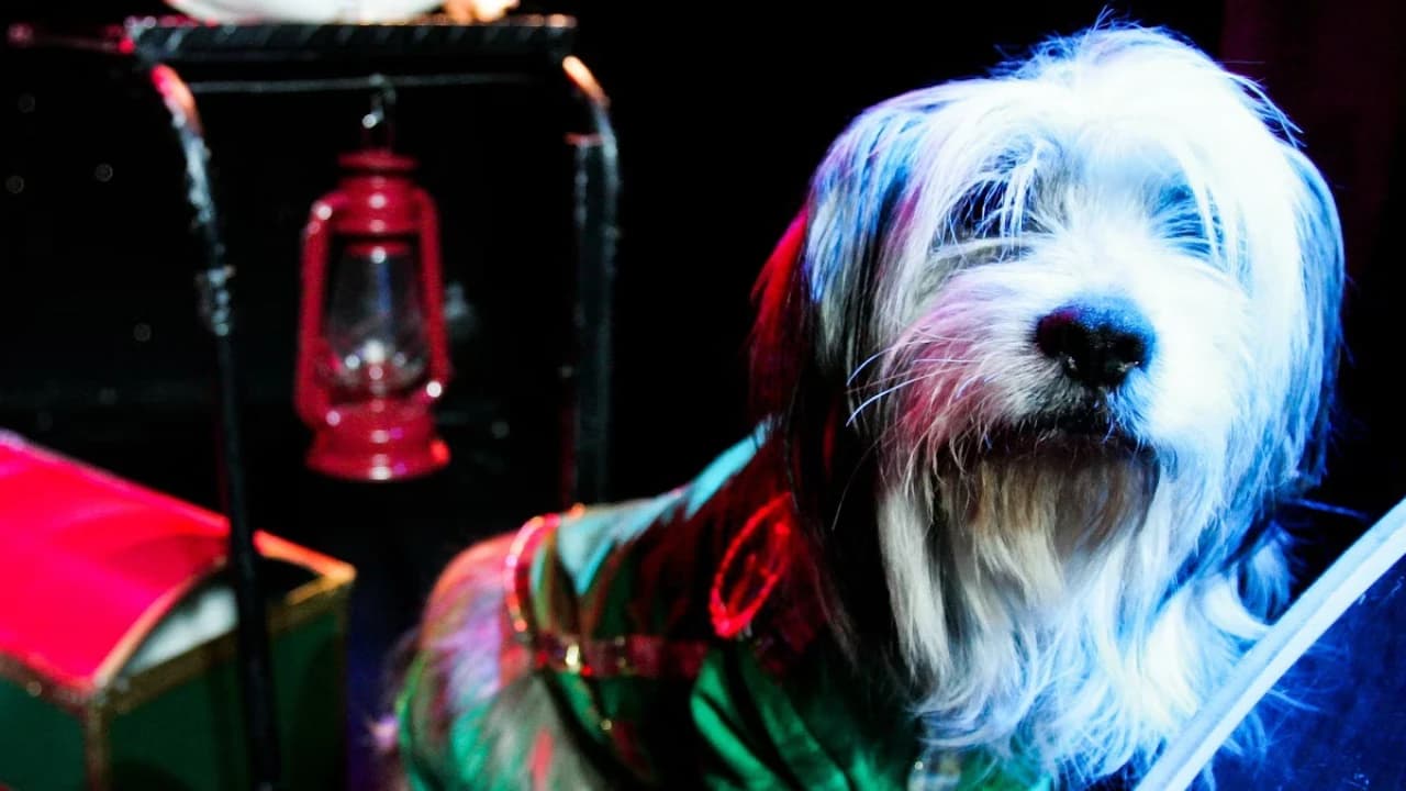 V Theatre Las Vegas - Popovich Comedy Pet Theatre - Photo 4