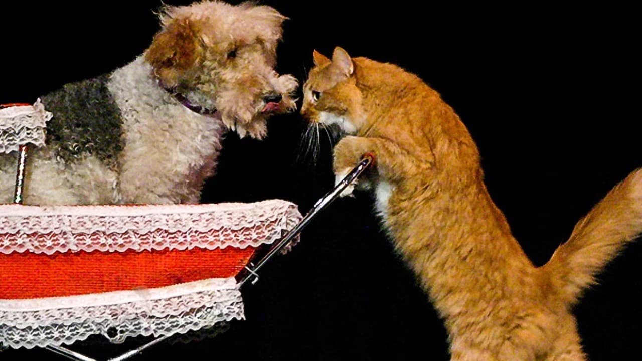 V Theatre Las Vegas - Popovich Comedy Pet Theatre - image 6