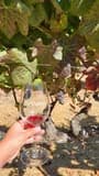 Napa and Sonoma Valley Wine Tasting Tour from San Francisco - image 7
