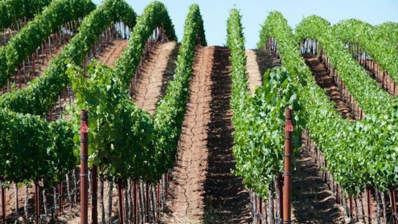 Napa and Sonoma Valley Wine Tasting Tour from San Francisco - Photo 5