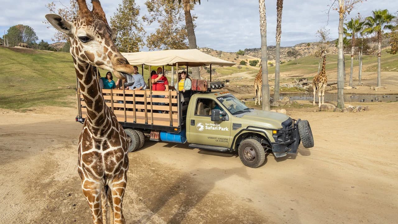 San Diego Zoo Safari Park Ticket - Photo 1