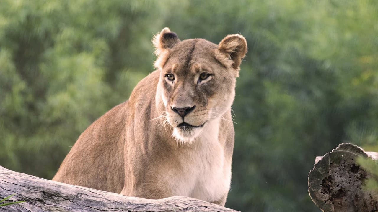 San Diego Zoo Safari Park Ticket - Photo 3
