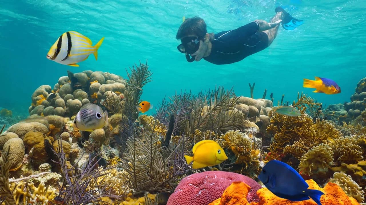 Key West: 3hr Snorkeling Experience with Unlimited Drinks - Photo 1