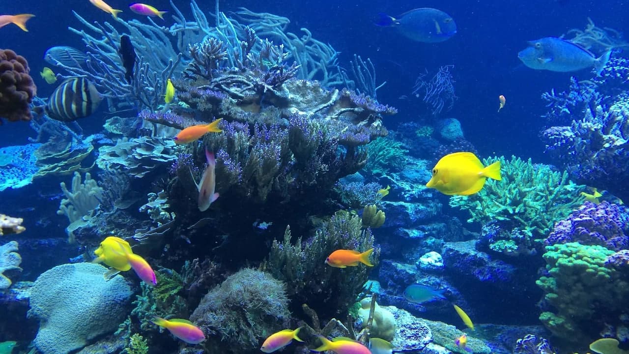 Key West: 3hr Snorkeling Experience with Unlimited Drinks - Photo 3