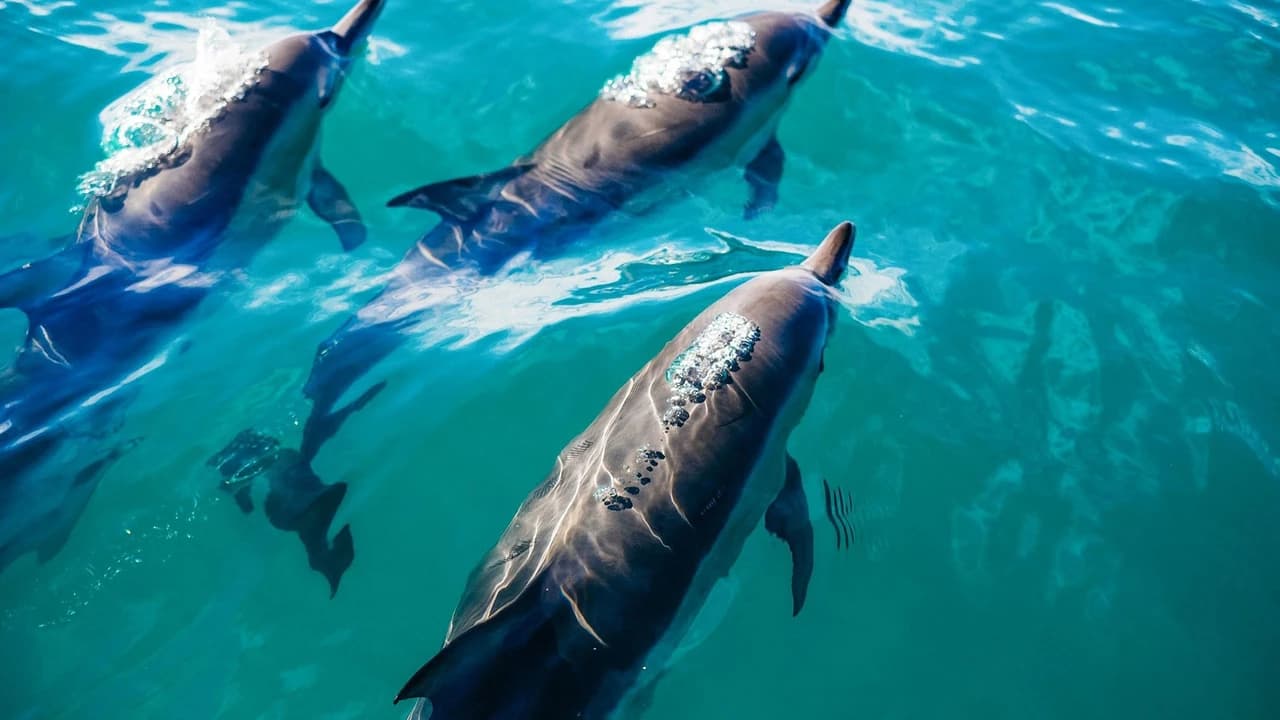 Key West: Dolphin Watching Cruise + Snorkeling + Drinks - Photo 1