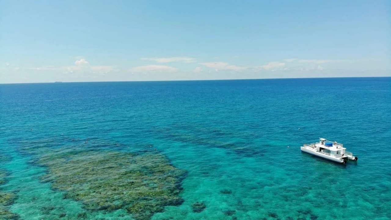 Key West: Dolphin Watching Cruise + Snorkeling + Drinks - Photo 3