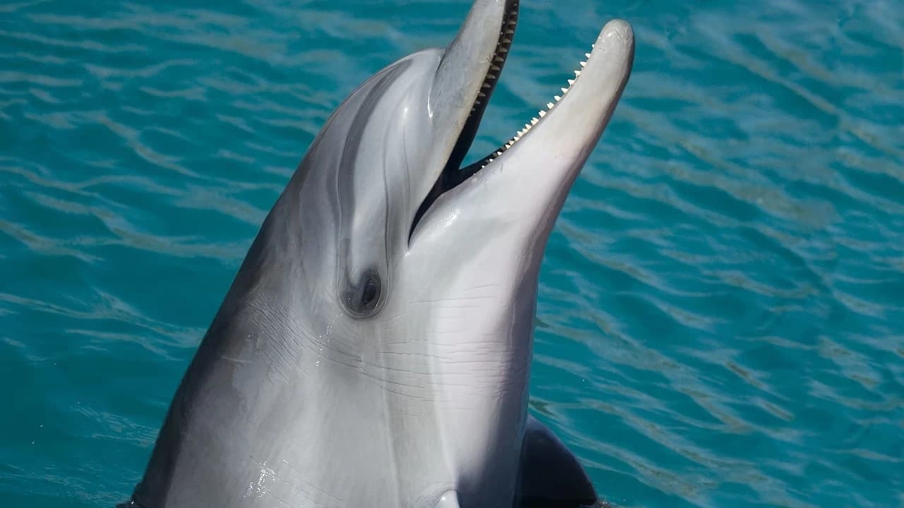 Key West: Dolphin Watching Cruise + Snorkeling + Drinks - Photo 5