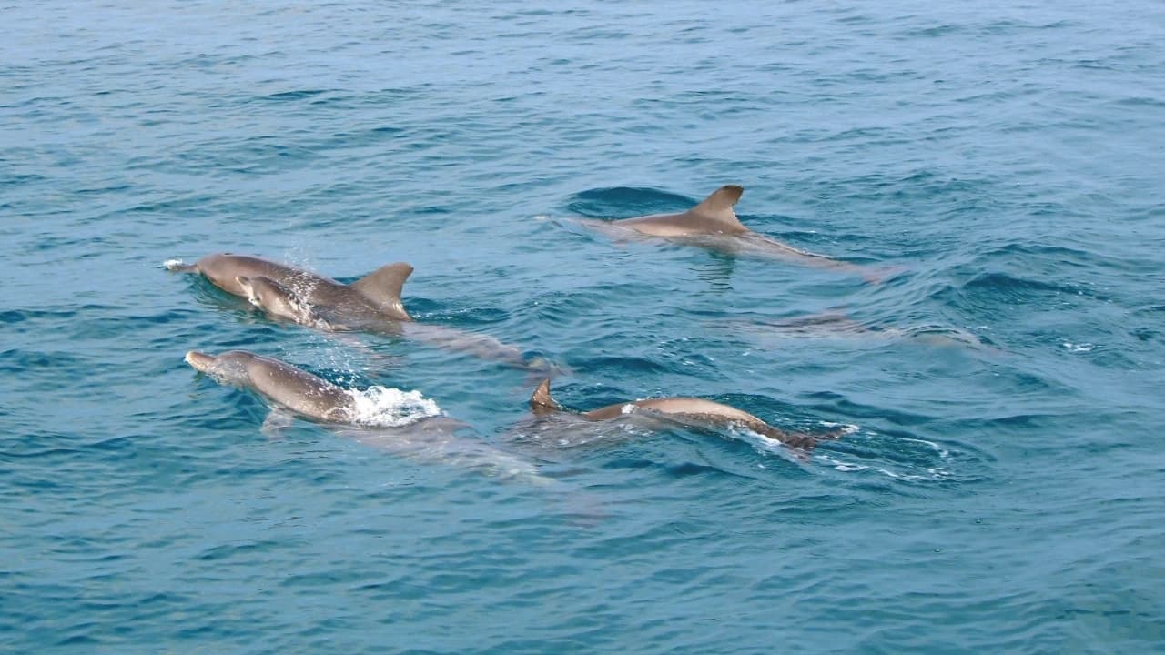 Raya Noi, Raya Yai, and Maiton Island Snorkelling Tour from Phuket - Photo 3
