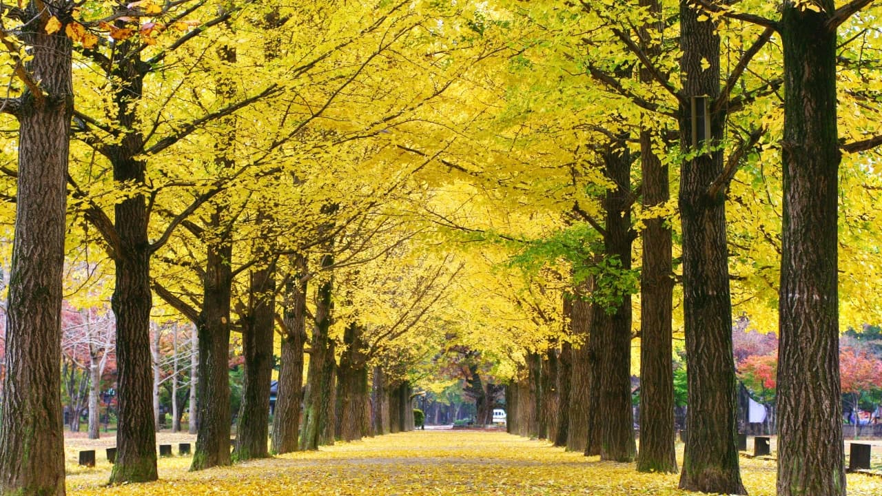 Nami Island Shuttle Bus Transfers from Seoul - Photo 1