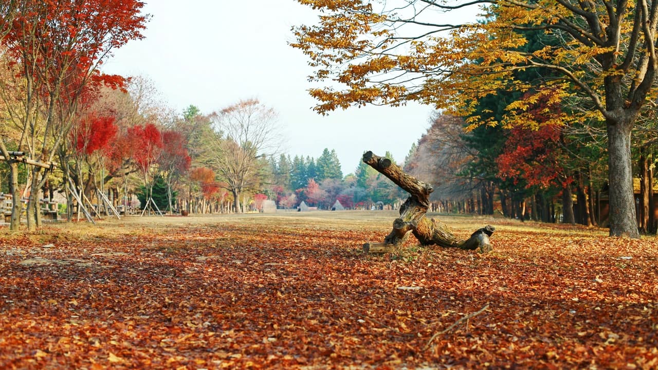 Nami Island Shuttle Bus Transfers from Seoul - Photo 3