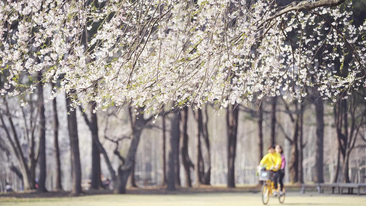 Nami Island Shuttle Bus Transfers from Seoul - Photo 4