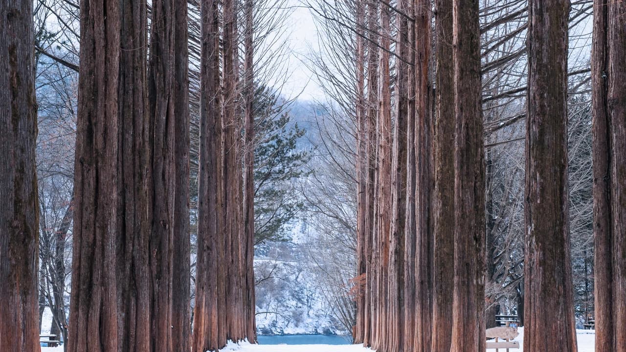 Nami Island and Garden of Morning Calm Tour from Seoul - Photo 3