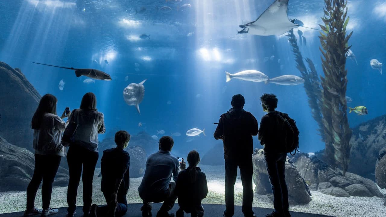 Oceanário de Lisboa Ticket - Photo 5