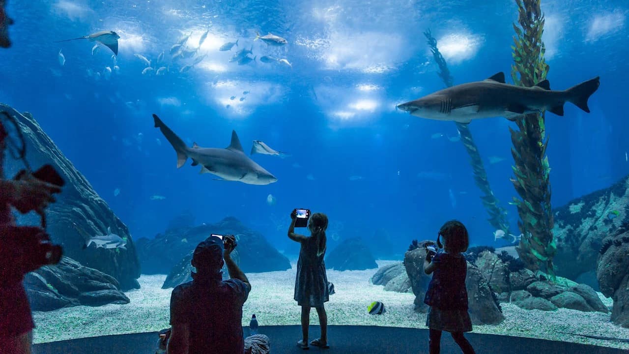 Oceanário de Lisboa Ticket - image 7