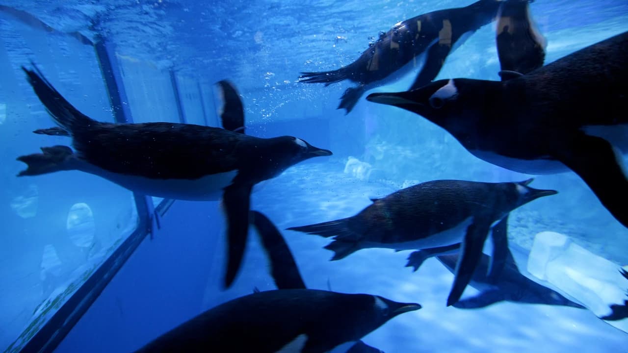 COMBO: SEA LIFE Bangkok Ocean World + Madame Tussauds Bangkok Tickets - Photo 5