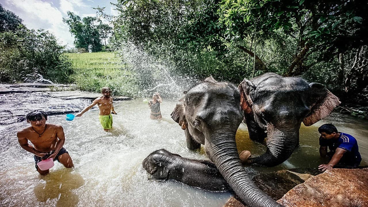 Elephant Jungle Sanctuary Chiang Mai - Photo 1