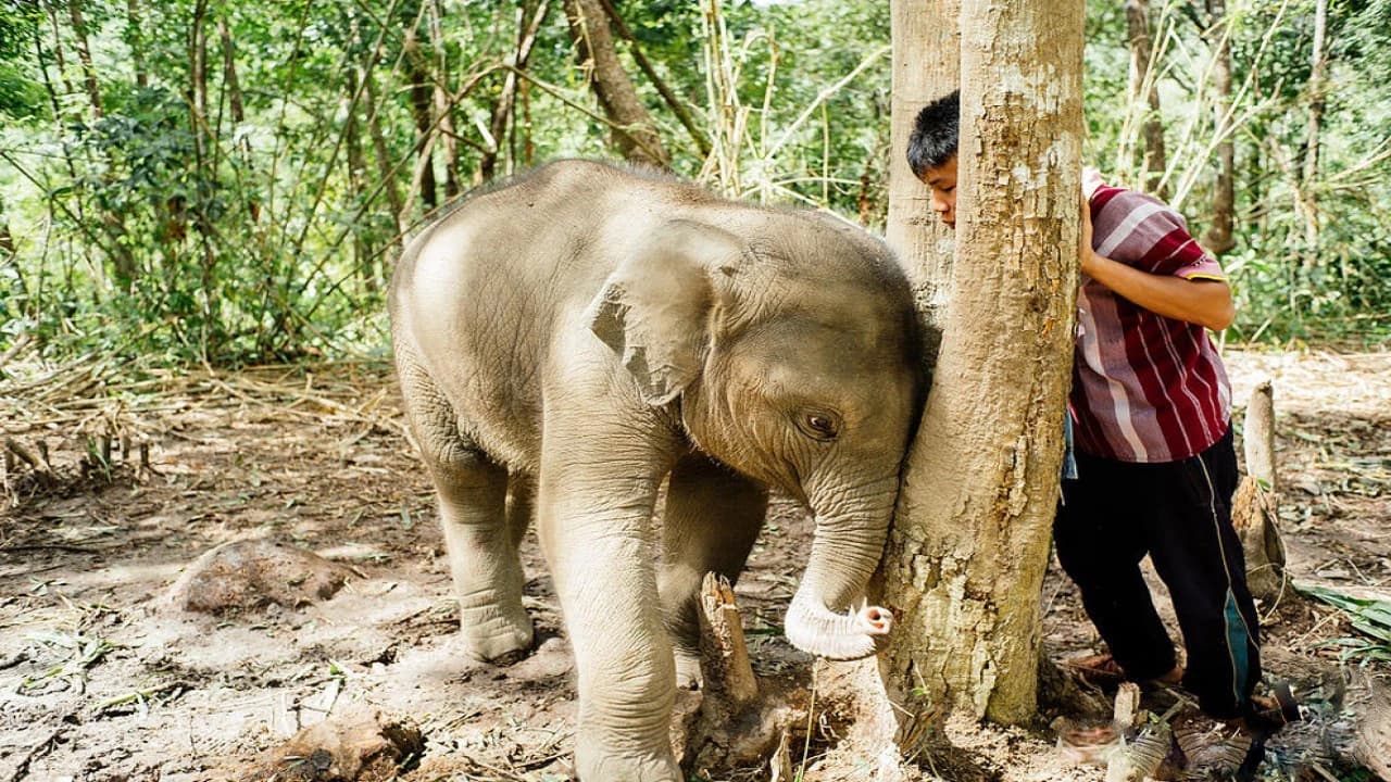 Elephant Jungle Sanctuary Chiang Mai - Photo 5