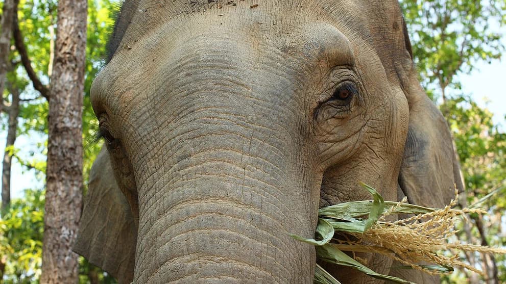 Elephant Jungle Sanctuary Chiang Mai - image 6