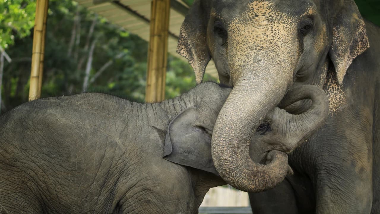 Elephant Jungle Sanctuary Pattaya - Photo 1