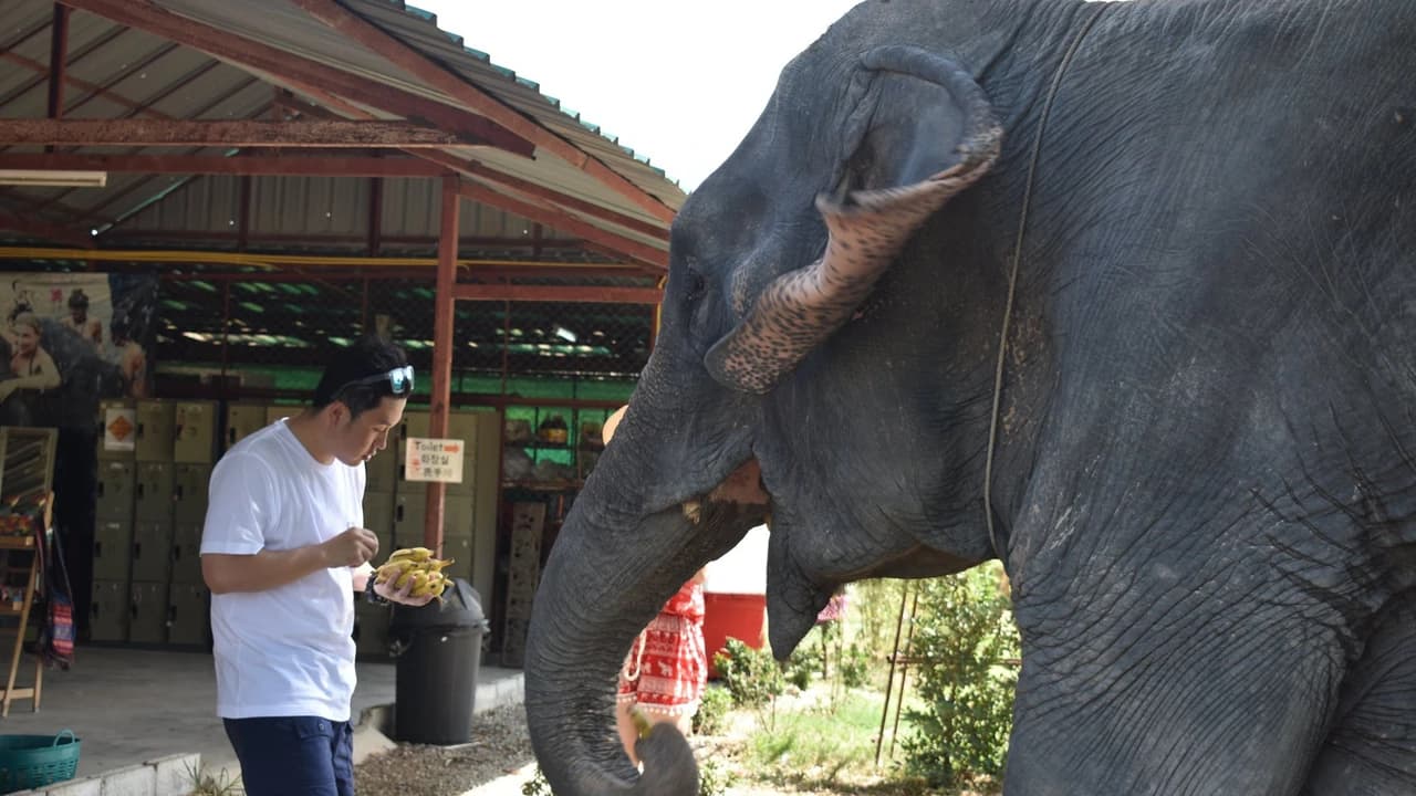 Elephant Jungle Sanctuary Pattaya - Photo 2